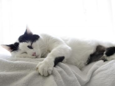 睡觉奶牛花猫图片