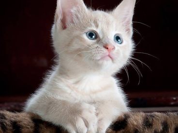 小小 猫 可爱