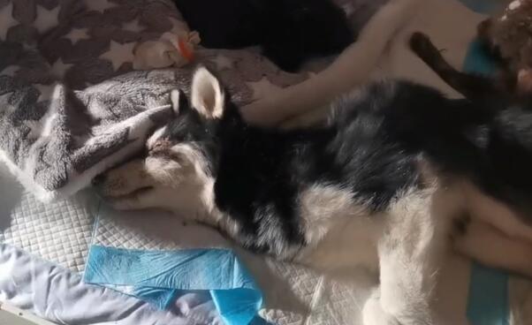 犬瘟后期被绑住嘴抛弃的哈士奇，如今全身不能动，可它还是尽量表达着感激