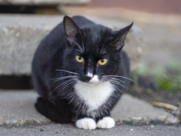 黑色猫呆萌图片