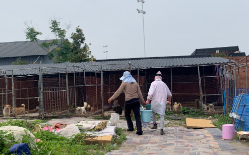 基地被恶意断水断电，几百只流浪狗无饭可吃，它们急需救命粮！