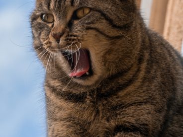 站在高处张牙舞爪的肥猫图片