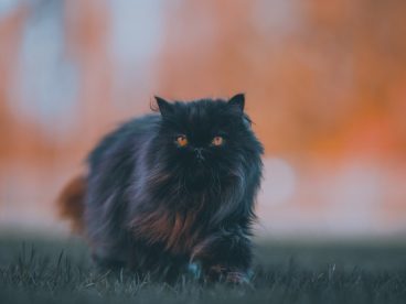 黑色波斯猫图片