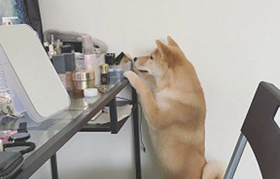柴犬模仿主人家里叼着烟，这模样好社会发展啊！狗：还不帮我点上！