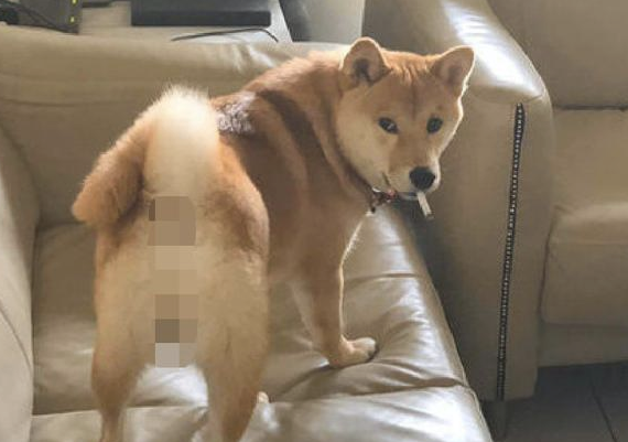 柴犬模仿主人家里叼着烟，这模样好社会发展啊！狗：还不帮我点上！