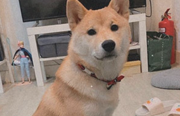柴犬模仿主人家里叼着烟，这模样好社会发展啊！狗：还不帮我点上！