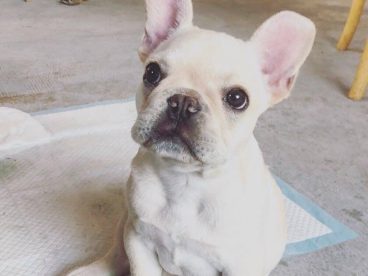 法国斗牛犬