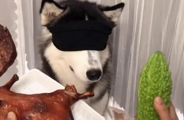 主人让三只小狗蒙眼选食材，二哈竟挑选吃苦瓜，口感果真很奇怪