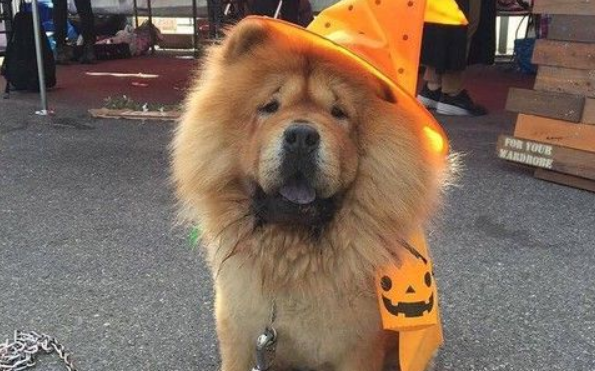 关西空港捕获狮子王 原来是超呆萌鬆狮犬