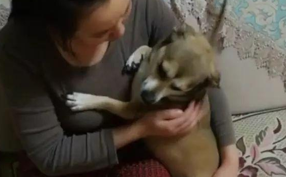 狗子被男主人一顿揍后，委屈的钻入女主人怀中发牢骚，萌化了