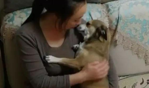 狗子被男主人一顿揍后，委屈的钻入女主人怀中发牢骚，萌化了