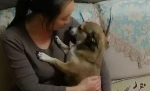 狗子被男主人一顿揍后，委屈的钻入女主人怀中发牢骚，萌化了