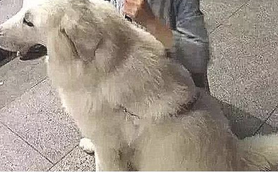 女孩不管不顾家人抵制，收养又脏又丑的流浪狗，2月后狗狗极致成长