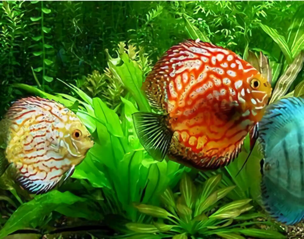 七彩神仙鱼身份信息