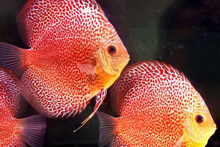 七彩神仙鱼身份信息