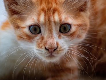 呆萌橘猫头部特写图片