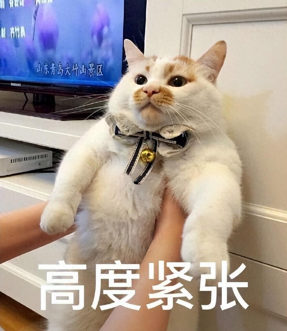 养猫必看!14 条关于猫的性知识,了解越多,猫咪越健康