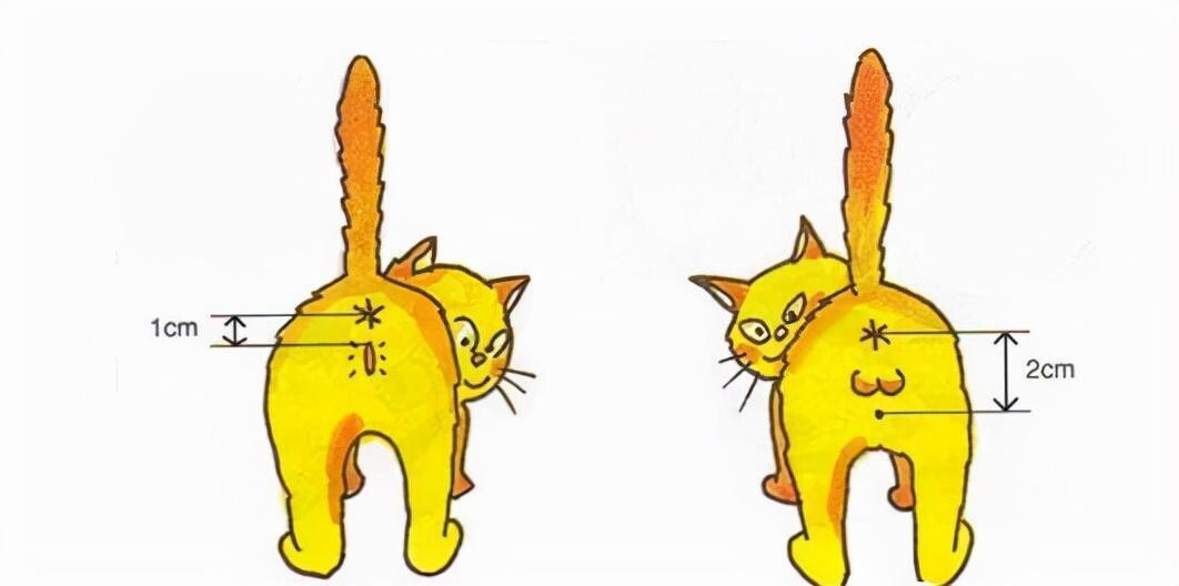 养猫必看！14 条关于猫的性知识，了解越多，猫咪越健康
