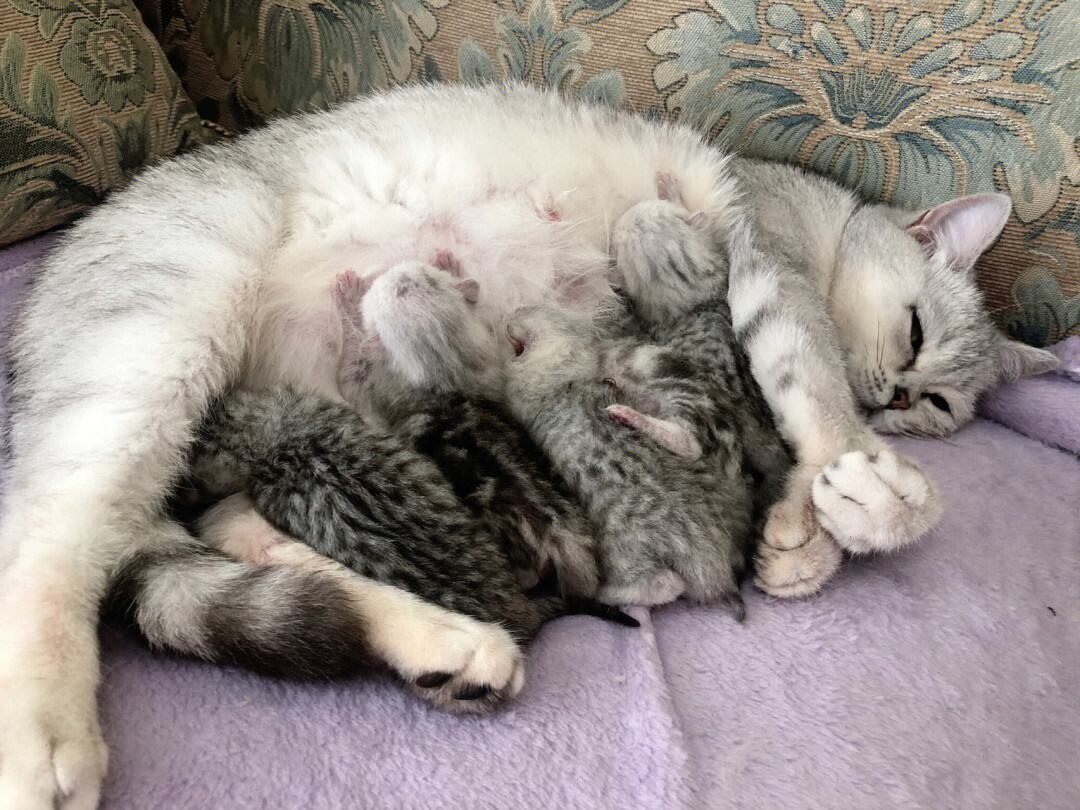 养猫必看!14 条关于猫的性知识,了解越多,猫咪越健康