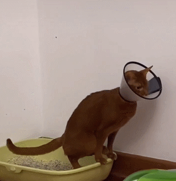 养猫必看!14 条关于猫的性知识,了解越多,猫咪越健康