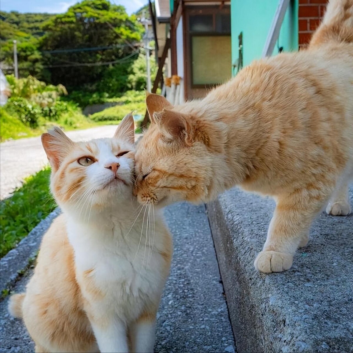 养猫必看!14 条关于猫的性知识,了解越多,猫咪越健康