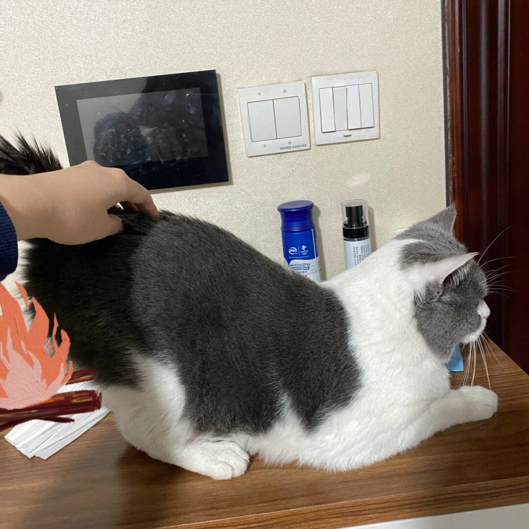 养猫必看!14 条关于猫的性知识,了解越多,猫咪越健康