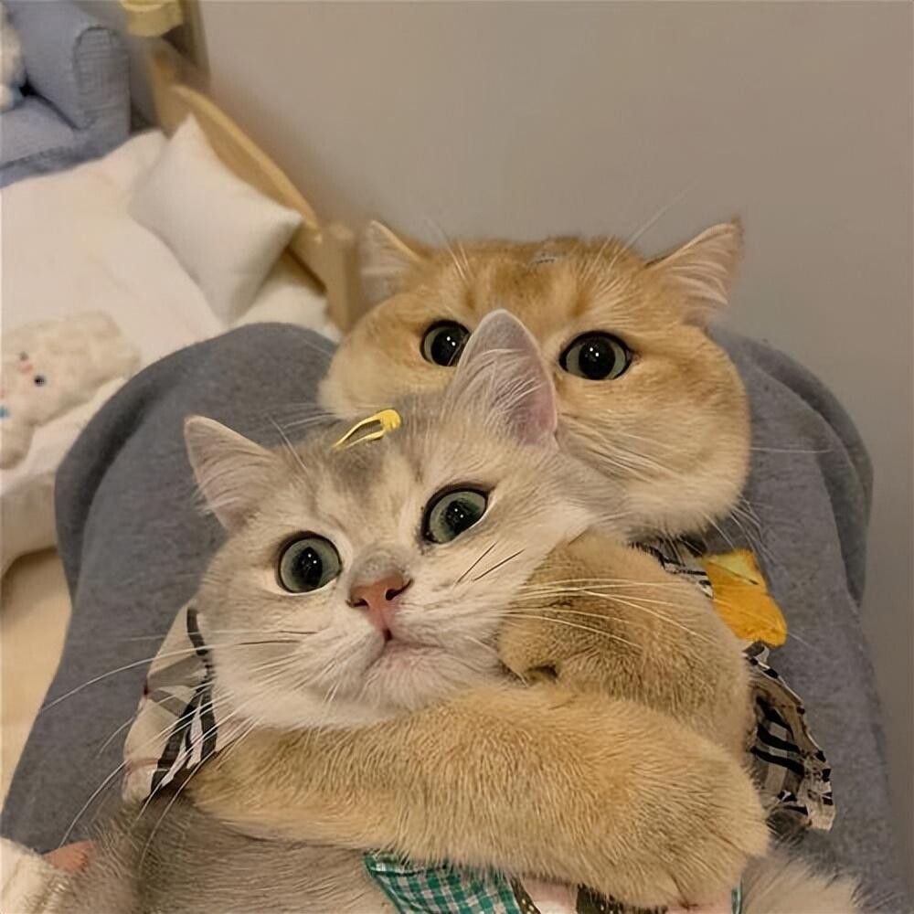 养猫必看!14 条关于猫的性知识,了解越多,猫咪越健康