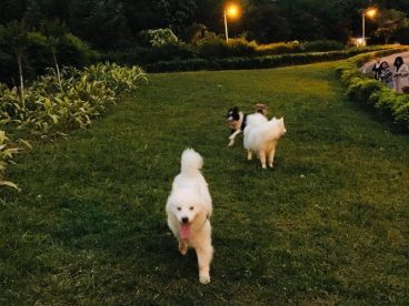 一下班就是萨摩耶犬活动时间