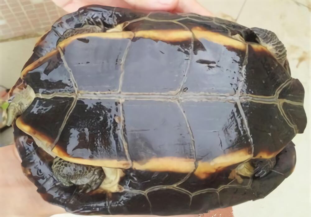 缅甸黑山龟身份信息