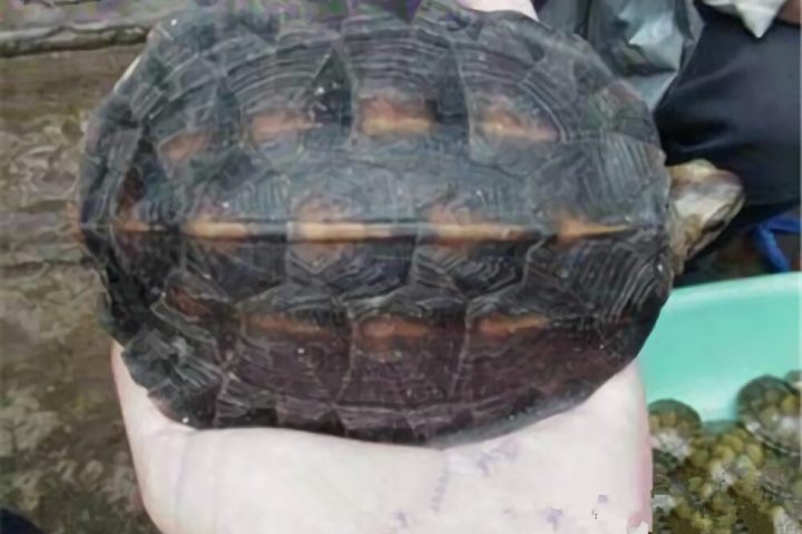 缅甸黑山龟身份信息