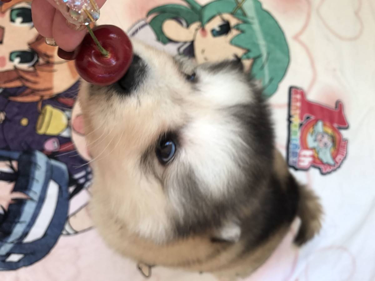 可爱的阿拉斯加