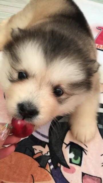 可爱的阿拉斯加
