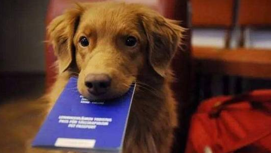 阿拉斯加上飞机！南航：证件齐全，这是至精神抚慰犬！