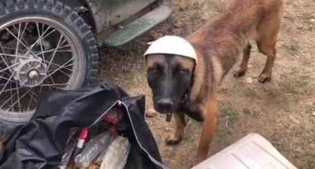 狗狗跟主人去西藏，竟爱上在无人区捡废物，比人还有觉悟的环保狗