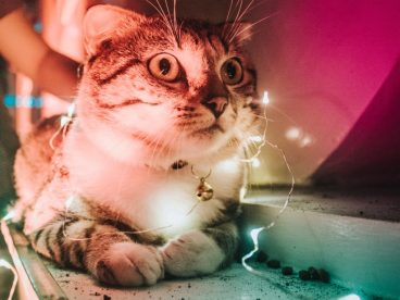可爱纯种狸花猫图片