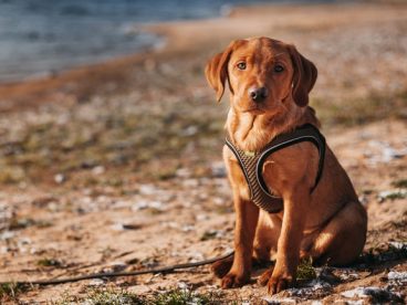 拉布拉多救生犬图片