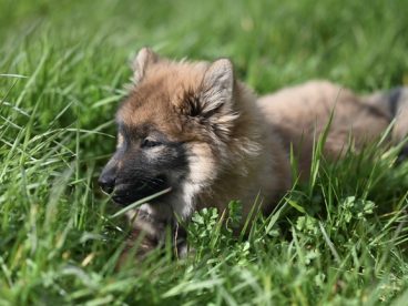绿色草丛野生小狼犬摄影图片