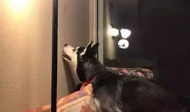 大半夜客厅传来狗狗嚎叫,主人一查墙壁哭笑不得!