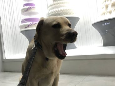 拉布拉多 说，你什么时候结婚啊？我结婚会不会帮我定比我还高的蛋糕啊？麻麻说：“做你的春秋白日梦去吧”
