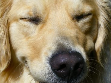 金毛犬高清图片