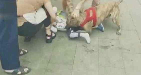 宠物店将恶犬栓门口，4岁男童被咬住不放，网友：老板真该死
