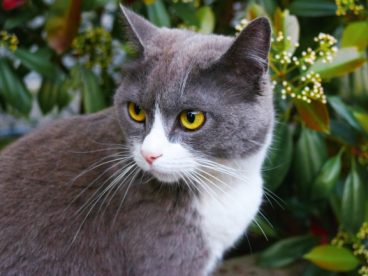 灰黑色宠物猫图片