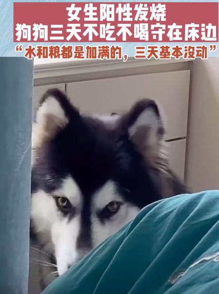 女生阳性狗狗3天不吃不喝守床边 网友:我家的咋快踩死我了