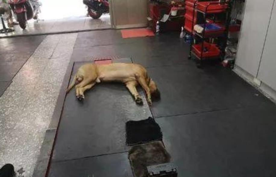 主人回家发现狗子头垂直朝下，以为它死掉了，走过去一看笑喷了