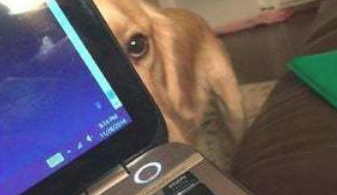 主人在家里办公,狗狗从电脑上后才偷看他,这小目光太有机会了!