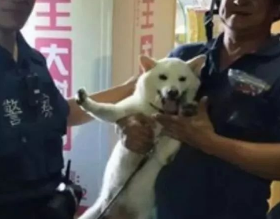 柴犬忽然下落不明,主人家吓得警报,結果警员三分钟后就侦破了!