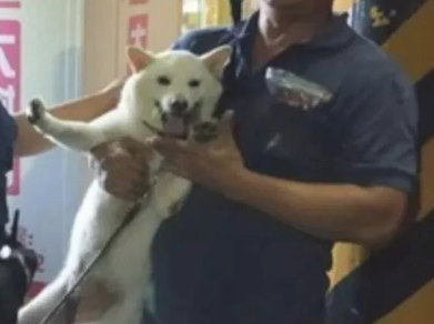 柴犬忽然下落不明,主人家吓得警报,結果警员三分钟后就侦破了!