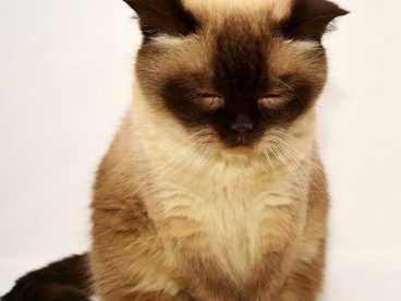 猫咪睡觉了
