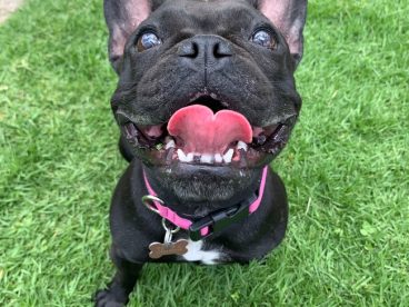 绿色草地黑色斗牛犬摄影图片