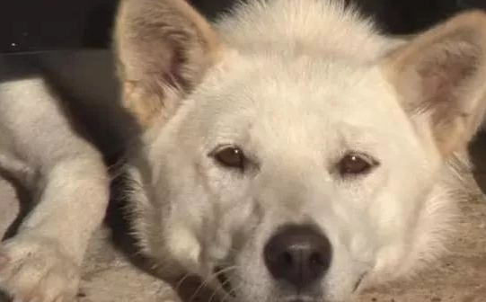 流浪狗坚持不懈“无耻”，每日要从门框中混脸熟，只以便要他人收留